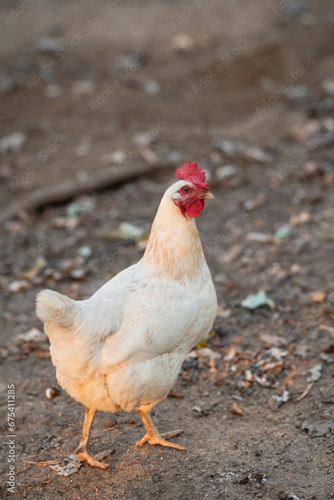 Hen on the Farm 