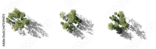 Forest top view group of trees sycamore platanus maple street trees in overcast light with shadow isolated png on a transparent background premium cutout