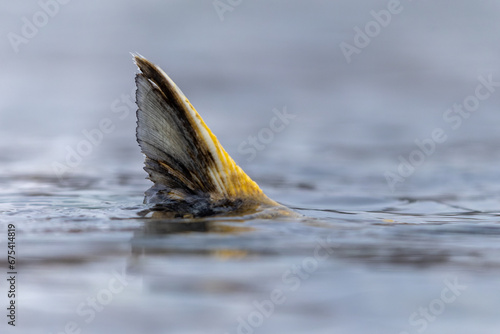 Chum Salmon fin sticking out of water