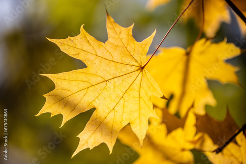 Yellow autumn leaves close-up against the sky, autumn landscape