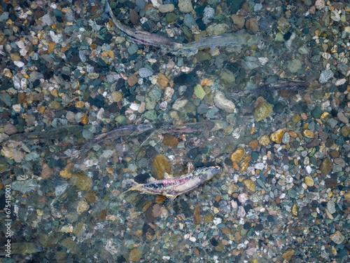 Spawning Chum Salmon