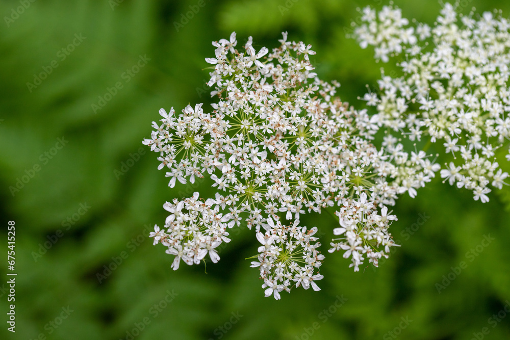 White flowers of fruit trees in spring nature. White flowers of fruit trees in spring nature.