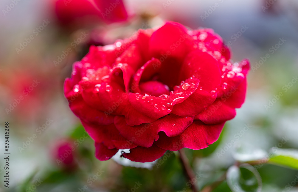 Red flowers of spring nature. Red flowers of spring nature.