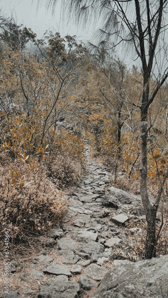 Scenic dirt path winds its way between trees on a hill surrounded by dry, yellowed grass Scenic dirt path winds its way between trees on a hill surrounded by dry, yellowed grass