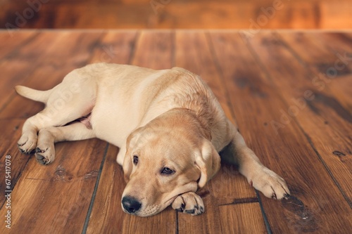 serious, sad dog lying on background