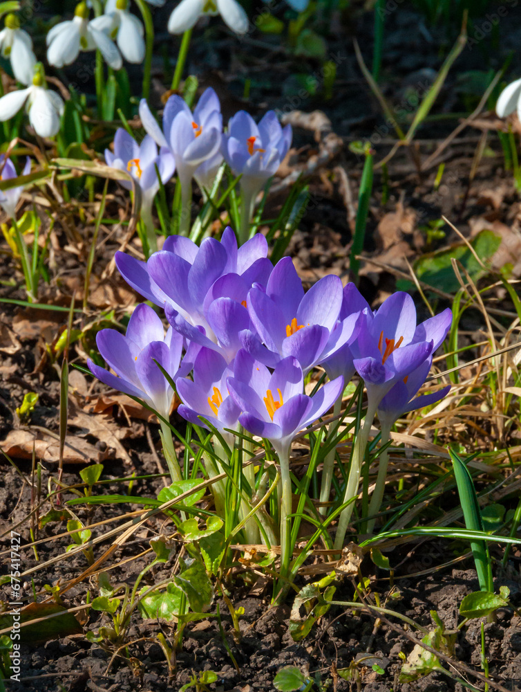 Purple Dorothy crocuses bloom in spring in the garden, ephemeral bulbous flowers Purple Dorothy crocuses bloom in spring in the garden, ephemeral bulbous flowers