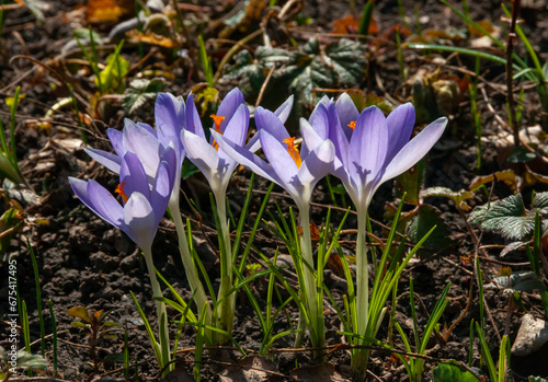 Purple Dorothy crocuses bloom in spring in the garden, ephemeral bulbous flowers