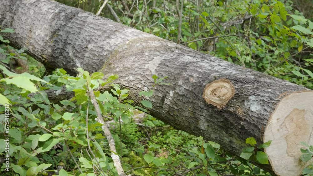 The cut logs of the birch tree on the forest after deforestation in Estonia The cut logs of the birch tree on the forest after deforestation in Estonia