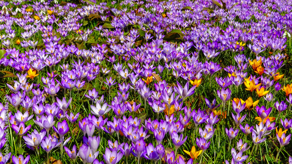 Purple and yellow crocuses bloom in spring in the garden Purple and yellow crocuses bloom in spring in the garden