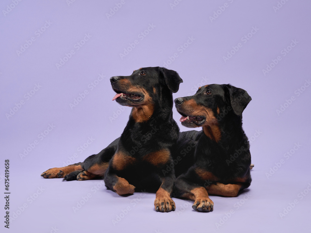 Two Beaucerons resting, their noble demeanor captured against a soft purple studio backdrop. dog in studio