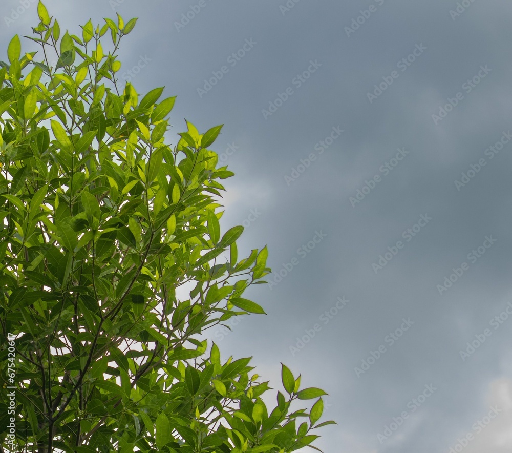 Leafy trees under a cloudy sky Leafy trees under a cloudy sky