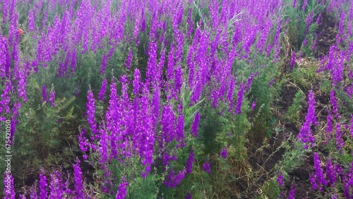 Blue wild field. Secondary steppe on the Kerch peninsula, Crimea overgrown with forking larkspur (Delphinium consolida) photo