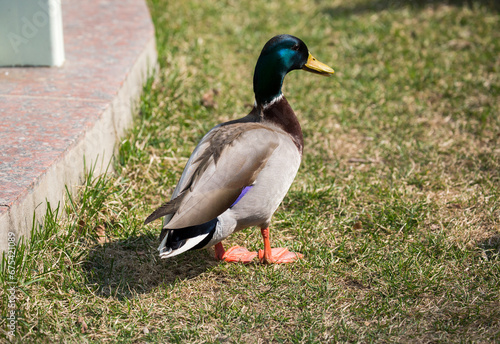 Wild duck. (Latin: Anas platyrhynchos).
 A male wild duck. He has a short neck, head and neck are green. The wings have bright blue-purple mirrors with white edges.
