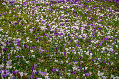 A whole meadow full of white and purple crocuses