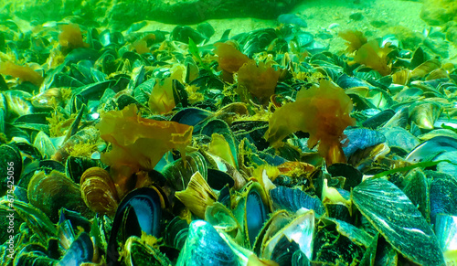 Green, red and brown algae on the seabed (Ulva, Enteromorpha, Ceramium, Cladophora, Porphira), photo