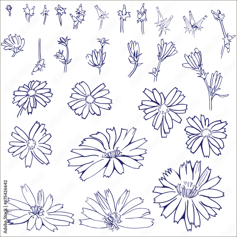 Vector collection set of chicory root flower by hand drawing on white backgrounds. Vector collection set of chicory root flower by hand drawing on white backgrounds.