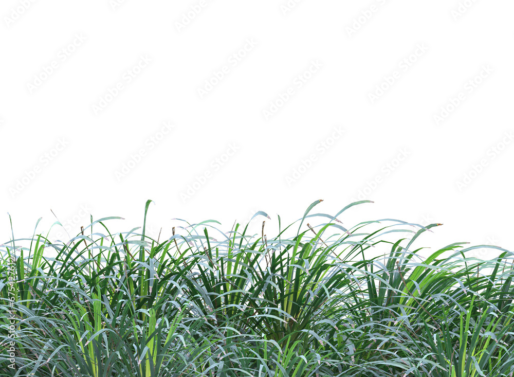 Fototapeta premium green grass