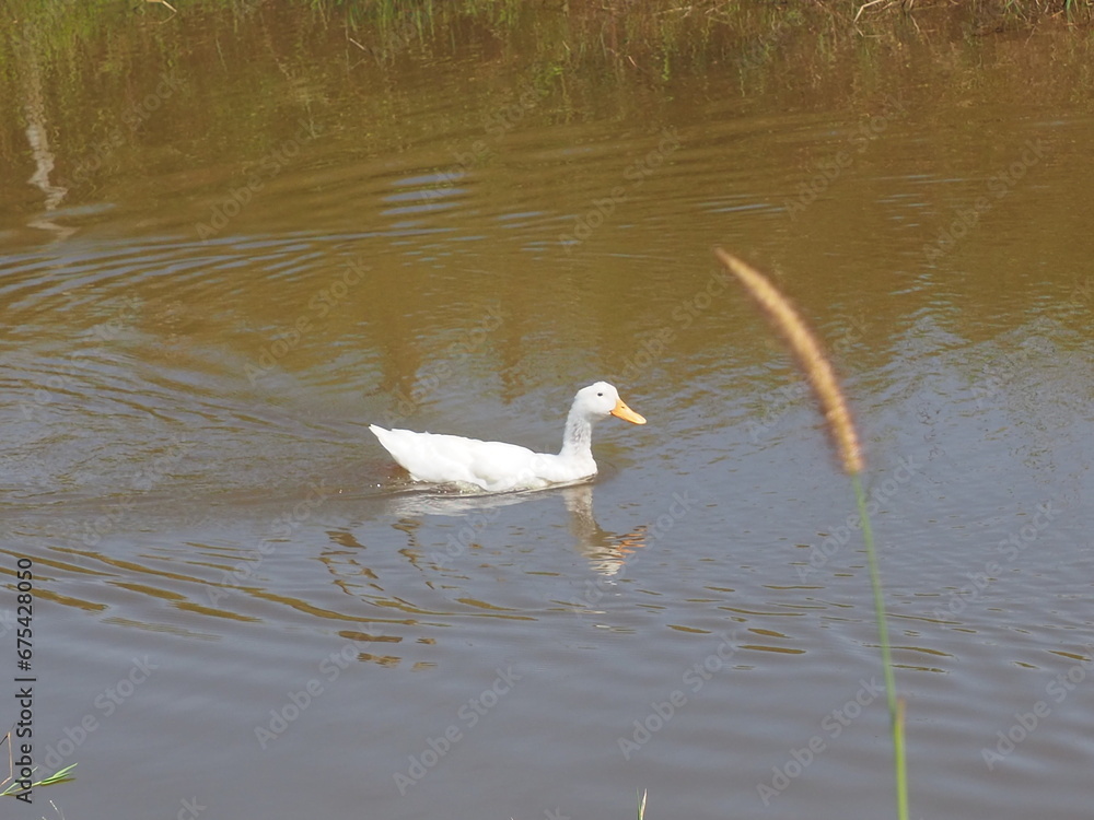 duck white heron in flight