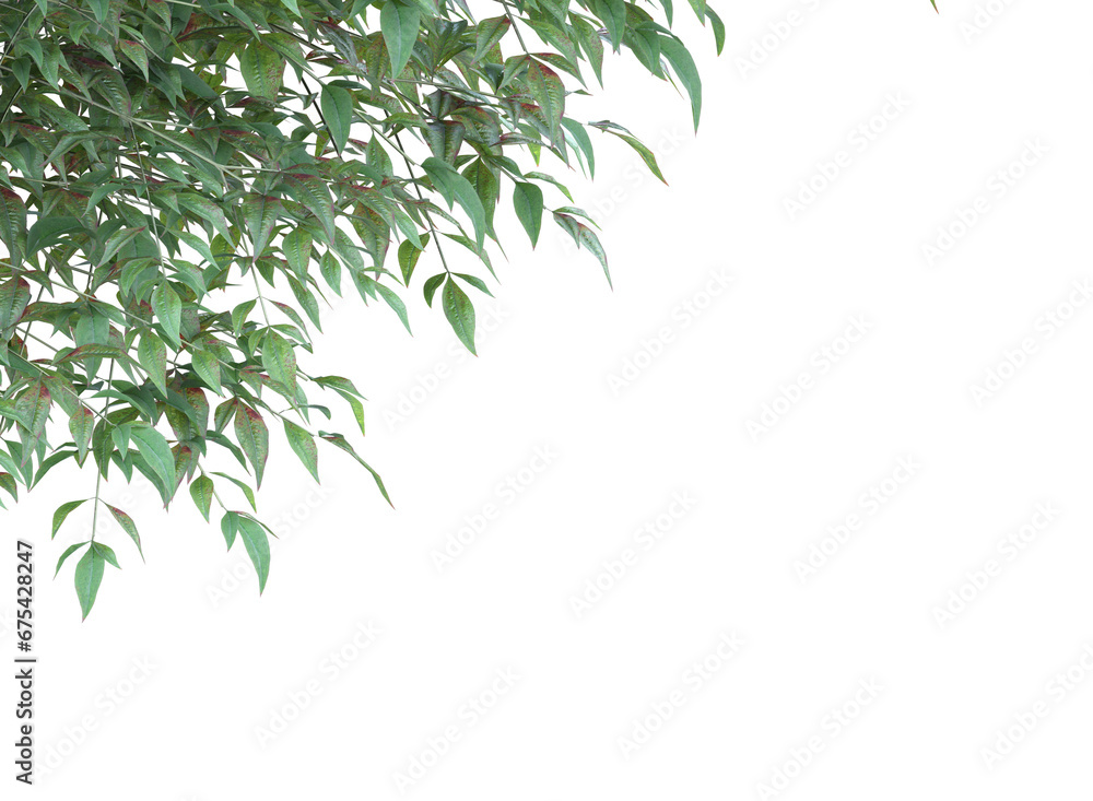 Obraz premium tree branch and leaves isolated