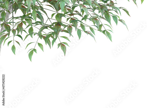 tree branch and leaves isolated