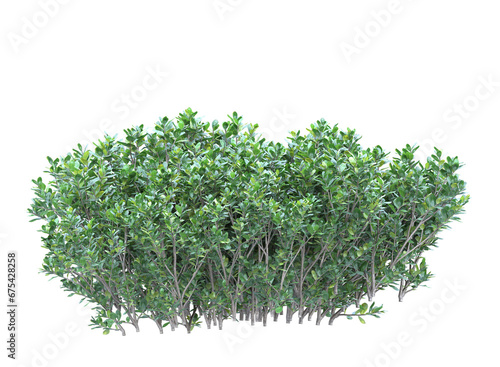 Various types of plants bushes shrub and small plants isolated 