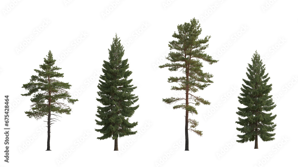 Set of Pinus sylvestris Scotch pine big tall tree and  spruce picea abies and pungens isolated png on a transparent background perfectly cutout in overcast light Pine Pinaceae pine Baltic Pine fir
 - obrazy, fototapety, plakaty 