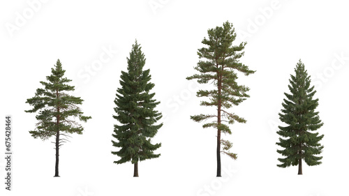 Set of Pinus sylvestris Scotch pine big tall tree and  spruce picea abies and pungens isolated png on a transparent background perfectly cutout in overcast light Pine Pinaceae pine Baltic Pine fir
 photo