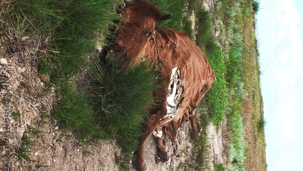 A brown cow died in the winter in a semidesert. The corpse was eaten