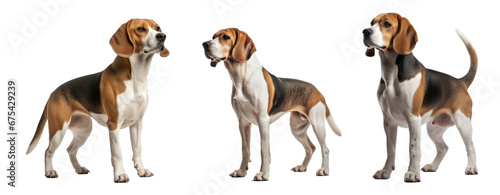 Set of Beagle dog isolated on transparent background. Concept of pet.