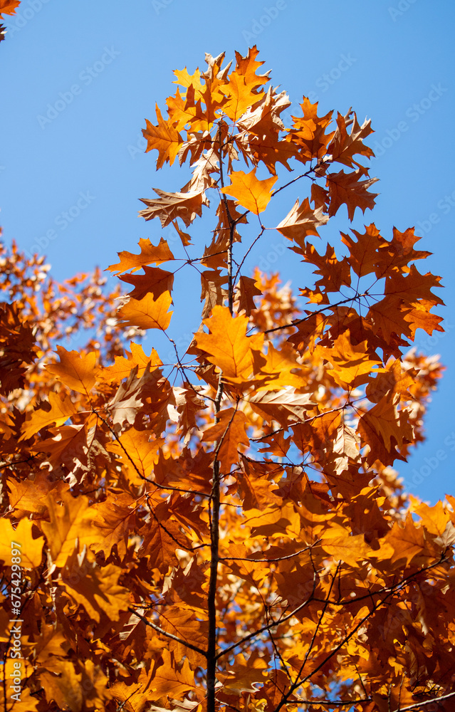 Yellow autumn leaves, autumn landscape. Yellow autumn leaves, autumn landscape.