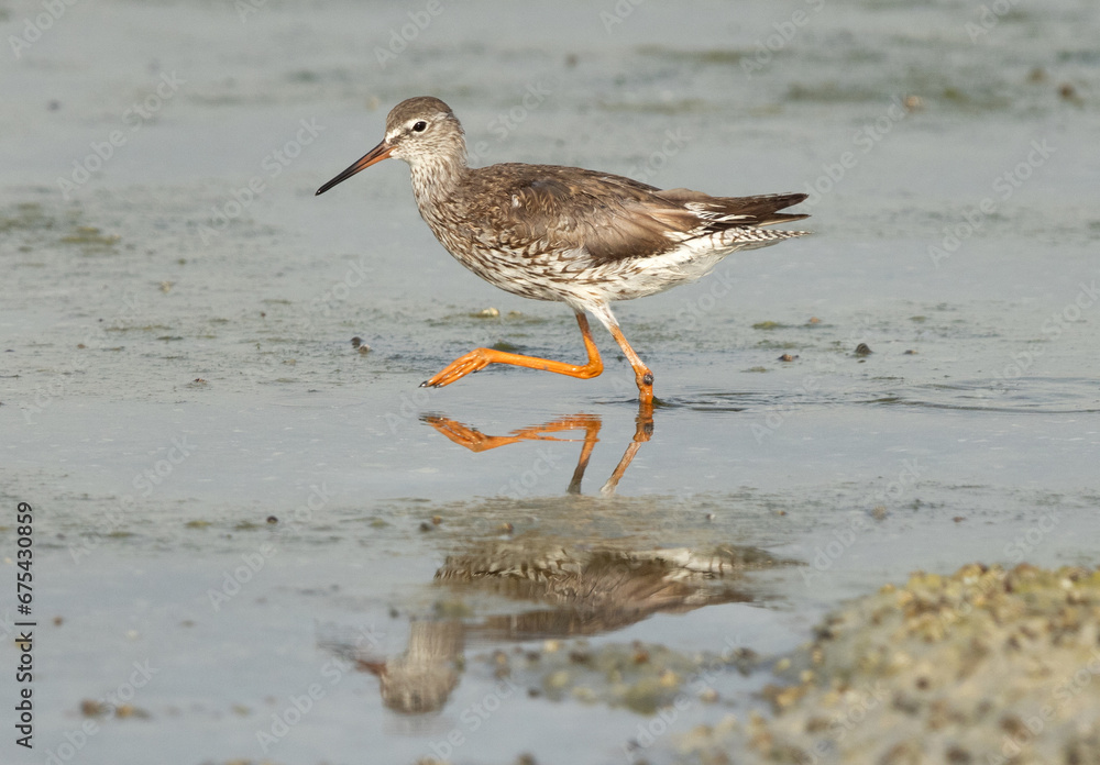 Redshank at Arad coast with reflection on water, Bahrain Redshank at Arad coast with reflection on water, Bahrain