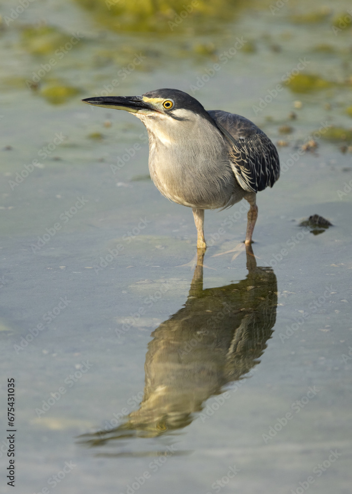 Closeup of a Striated Heron at Arad coast of Bahrain Closeup of a Striated Heron at Arad coast of Bahrain