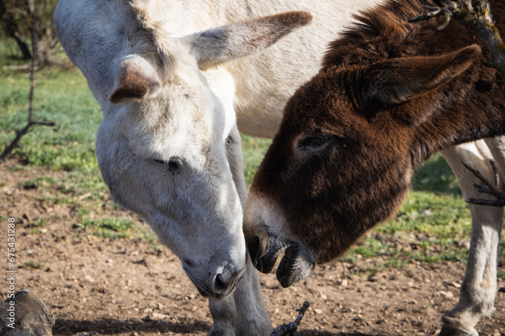 Fototapeta premium Portrait of two donkeys speaking to each other, couple of white and brown donkey