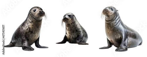 Set of Marine seal isolated on transparent background. Concept of animals.