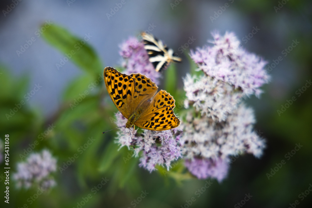 Silver-washed fritillary butterfly on the pink flowers, Argynnis paphia Silver-washed fritillary butterfly on the pink flowers, Argynnis paphia