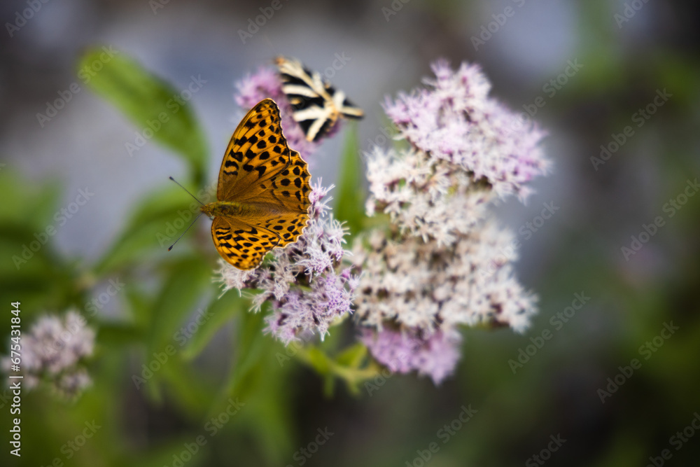 Silver-washed fritillary butterfly on the pink flowers, Argynnis paphia Silver-washed fritillary butterfly on the pink flowers, Argynnis paphia