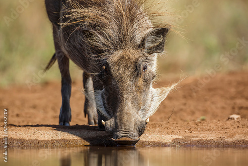 Common warthog portrait drinking in waterhole in Kruger National park, South Africa ; Specie Phacochoerus africanus family of Suidae