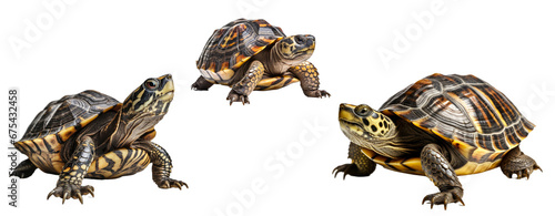 Set of tortoise reptiles isolated on transparent background. Concept of animals.