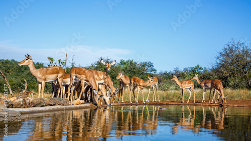 Common Impala group drinking front view in waterhole in Kruger National park, South Africa ; Specie Aepyceros melampus family of Bovidae
