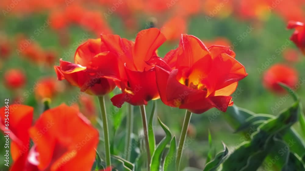 Wild Red Data Book tulips Greig in the fields of Kazakhstan. Spring flowers under the rays of sunlight. Beautiful landscape of nature. Hi spring. Beautiful flowers on a green meadow. Wild Red Data Book tulips Greig in the fields of Kazakhstan. Spring flowers under the rays of sunlight. Beautiful landscape of nature. Hi spring. Beautiful flowers on a green meadow.