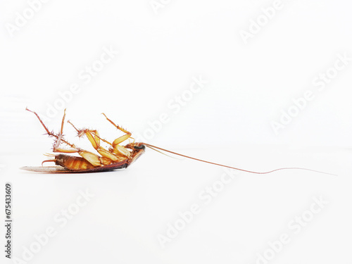 Roach On a white background
