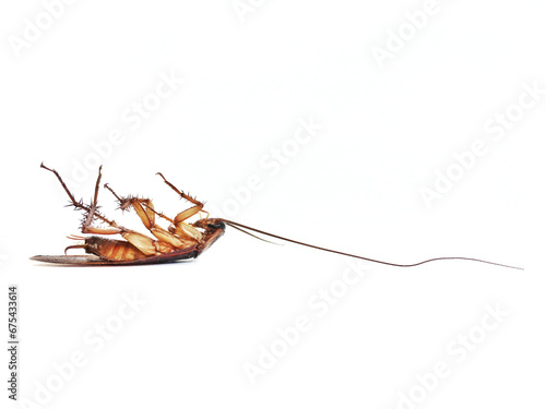 Roach On a white background © bankkunk