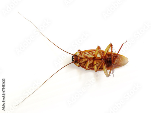 Roach On a white background © bankkunk