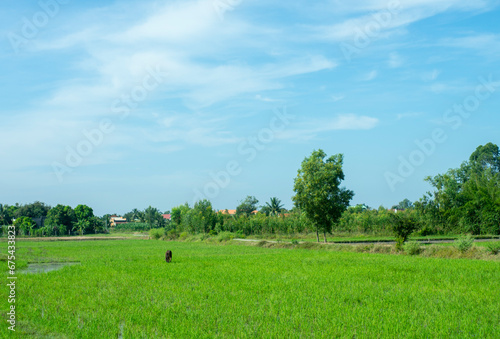 farmers working in the vast fields in the afternoon. The green fields of Vietnam, with buffaloes and cows, and vast water.  © Rain