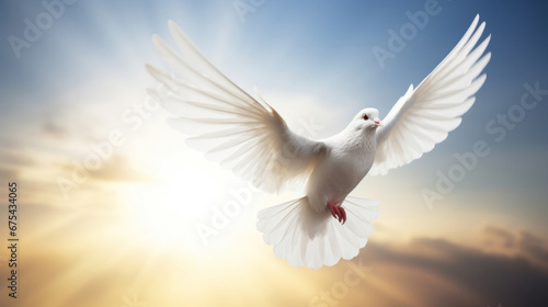 A white dove, White dove on bright light shines from heaven background. Love and peace descends from sky.