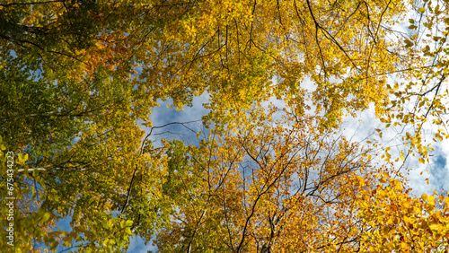 Fototapeta Naklejka Na Ścianę i Meble -  JESIEN LISCIE 