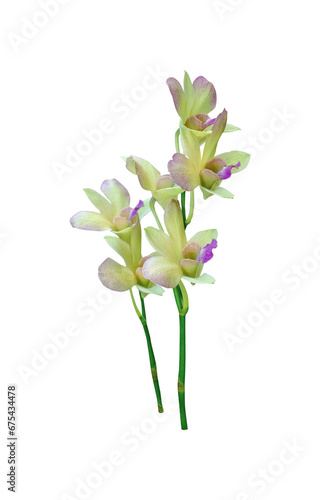 Yellow With Purple Phalaenopsis Isolated on Transparent Background