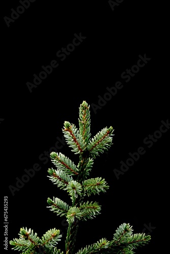 Pine Christmas tree with black clean background