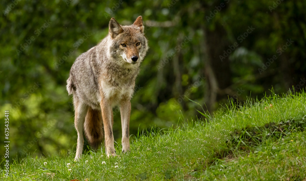 Summer Solitude: Canis latrans - Adult Coyote's Close-up Wildlife Portrait in the Wild. Wildlife Photography. Summer Solitude: Canis latrans - Adult Coyote's Close-up Wildlife Portrait in the Wild. Wildlife Photography.