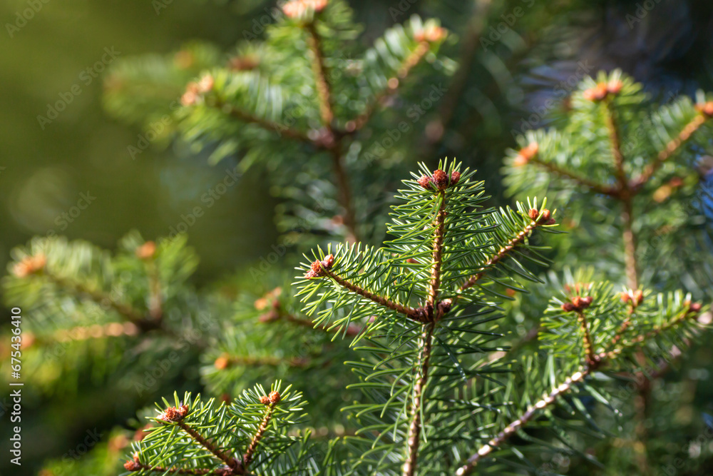 Branches of silver fir with green colours. European silver fir, swiss pine or common fir. Abies alba.